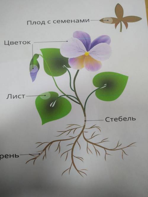 Морфологический критерий вида фиалки -Характеристика корня-Характеристика стебля -Характеристика лис