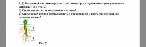 2. A) В корневой системе взрослого растения гороха подпишите корни, указанные цифрами 1,2.