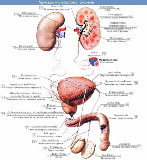 Почки, мочеточник,мочевой пузырь,мочеиспускательный канал?