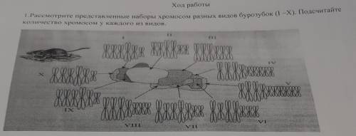 Рассмотрите представлненные наборы хромосом разных видов бурбозубок (I - X). Подсчитайте кол - во хр