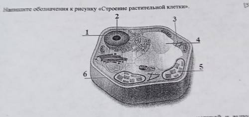 у меня сор3. Напишите обозначения к рисунку Стросяние растительной клетки