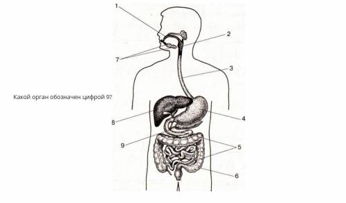 Какой орган обозначен цифрой 9?