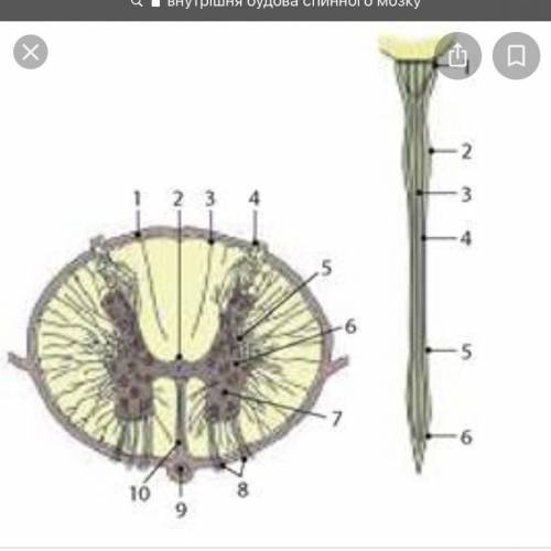 Определите цифры, которым обозначены элементы внутреннего строения мозга Рога серого вещества, канат