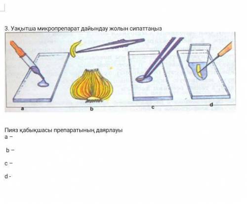 Уакытша микропрепарат дайындау жолын сипаттаныз Пияз қабыкшасы препаратынын даярлауы a – b – c – d