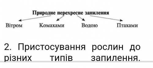 Як рослини пристосовуються до різних ів запилення