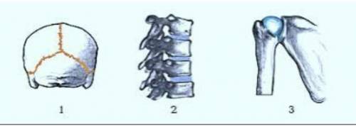 B) Укажите их расположение в скелете человека. 1 2 3