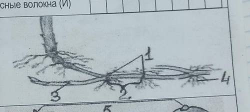 А) Рассмотрите рисунок 1. Назови его б) Найдите на рисунке и подпишите: - узлы, верхушечная почка. -