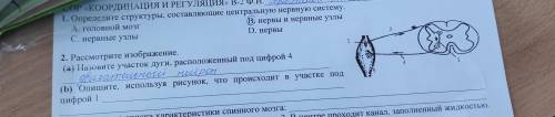 3 . Рассмотрите изображение. (а) Назовите участок дуги, расположенный под цифро Б) Опишите, использу