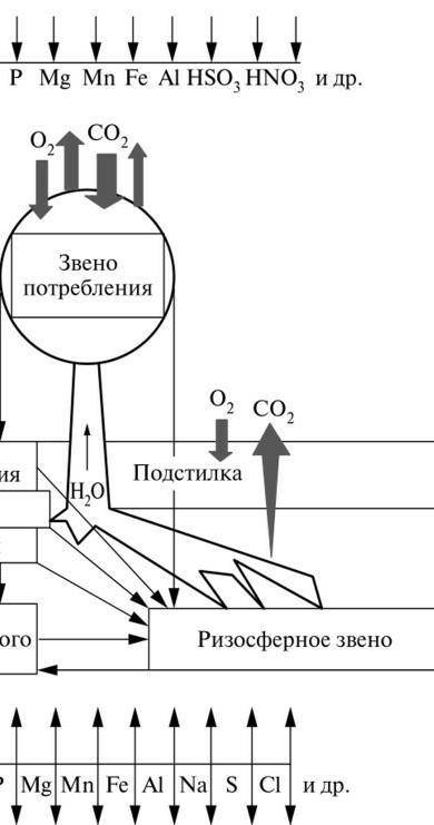 составьте схему биологического круговорота.