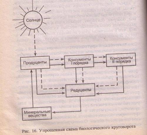 составьте схему биологического круговорота.