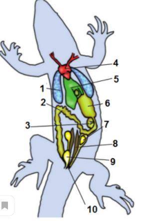 ПОДПИШИТЕ ОРГАНЫ РЕПТИЛИИ ПОД НОМЕРОМ 1 4 5 8