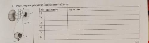 1. Рассмотрите рисунок. Заполните таблицу. название функция