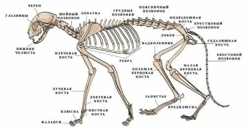 Найти у костяной кошки череп,ребро,ключевая кость,лопатки,бедреная кость