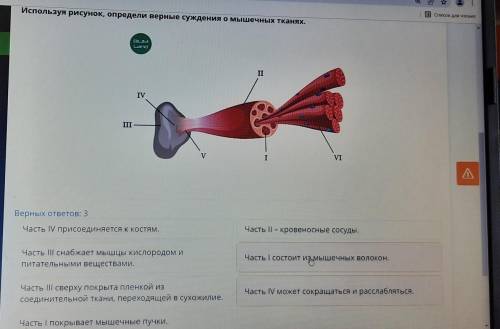 Строение мышц Используя рисунок, определи верные суждения о мышечных тканях. Верных ответов: 3 Часть