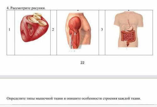 4. Рассмотрите рисунки определите типы мышечнои ткани .