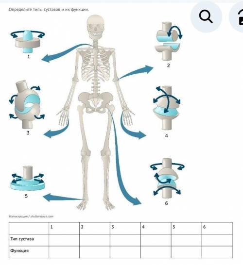 Определите типы суставов и их функции.