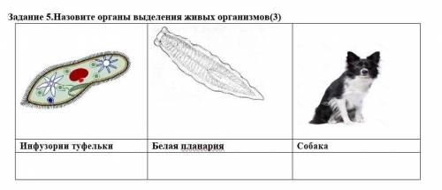 Назовите органы выделения живых организмов