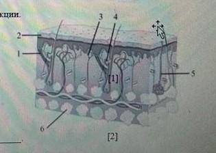 Определите структуру кожи под номер 5 и опишите ее функции