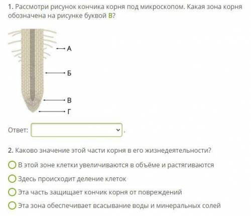 (25б !! 1) рассмотри рисунок корня под микроскопом. какая зона корня обозначена на рисунке буквой В?