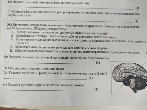 Прочитайте утверждения о значении тетанического сокращения в физиологии и неврологии. (а) Выберите о